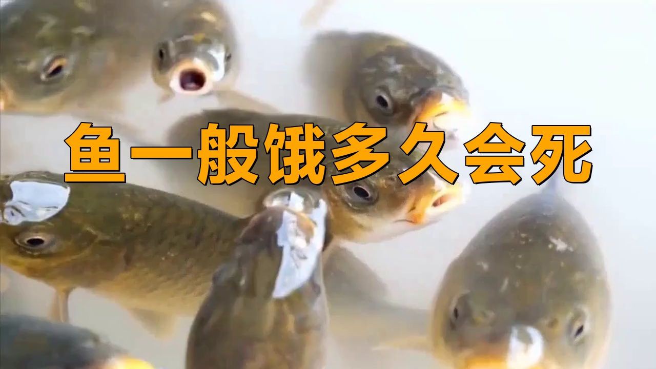 哪些魚(yú)類的耐餓能力最強(qiáng)？【格陵蘭睡鯊耐餓能力排行榜，格陵蘭睡鯊耐餓能力最強(qiáng)】