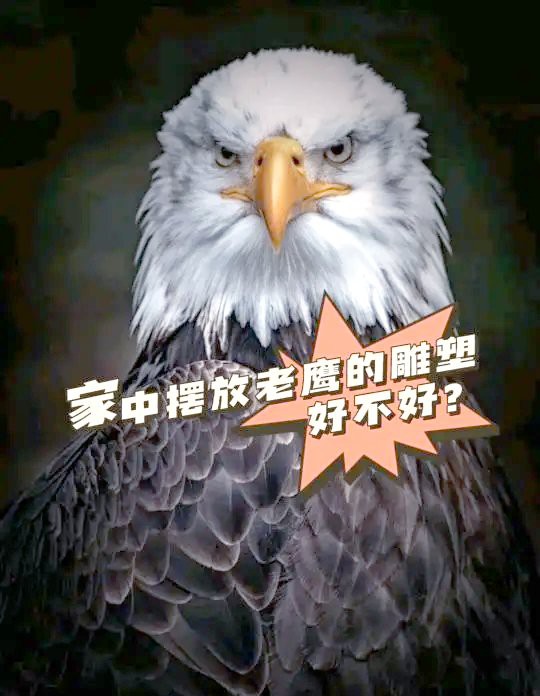 什么人家里不能擺放鷹【\
