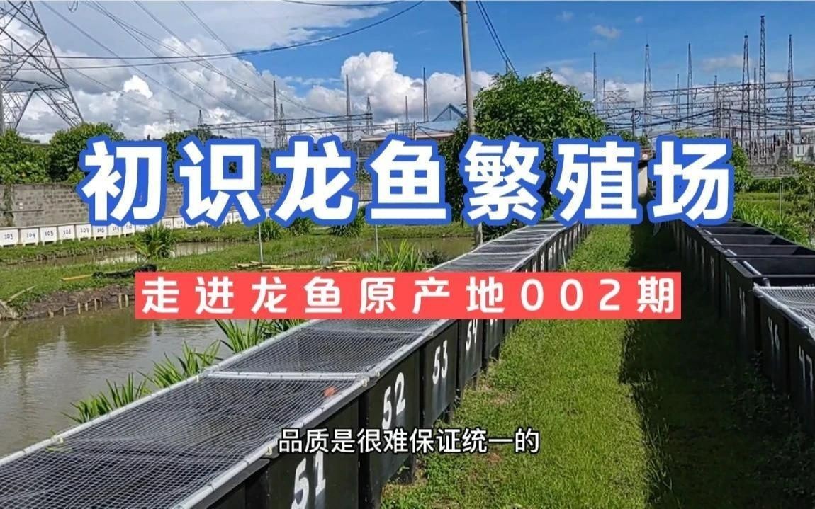 有哪些知名的紅龍魚繁殖場？【走進紅龍魚繁殖場】