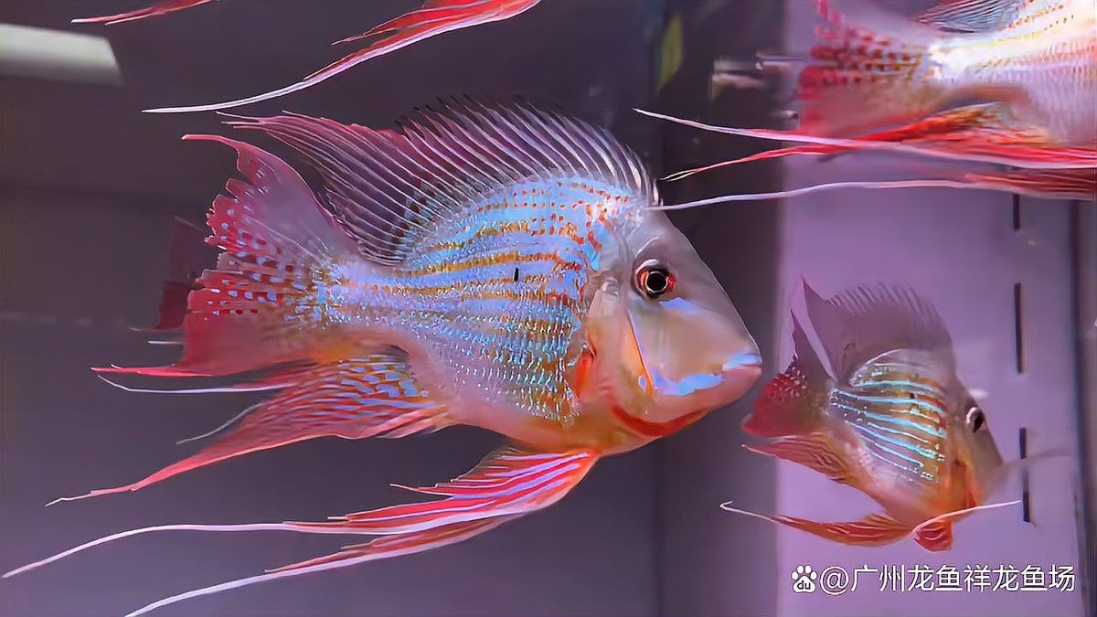 有哪些知名的紅龍魚繁殖場？【走進紅龍魚繁殖場】