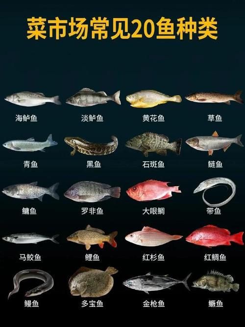 掃一掃看圖識魚【《掃一掃看圖識魚》主流魚類識別軟件的特點對比】 掃一掃看圖識魚【《掃一掃看圖識魚》主流魚類識別軟件的特點對比】 龍魚百科 第14張