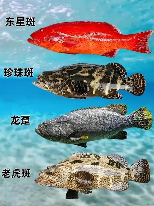 掃一掃看圖識魚【《掃一掃看圖識魚》主流魚類識別軟件的特點對比】 掃一掃看圖識魚【《掃一掃看圖識魚》主流魚類識別軟件的特點對比】 龍魚百科 第9張