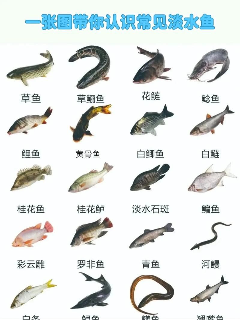 掃一掃看圖識魚【《掃一掃看圖識魚》主流魚類識別軟件的特點對比】 掃一掃看圖識魚【《掃一掃看圖識魚》主流魚類識別軟件的特點對比】 龍魚百科 第13張
