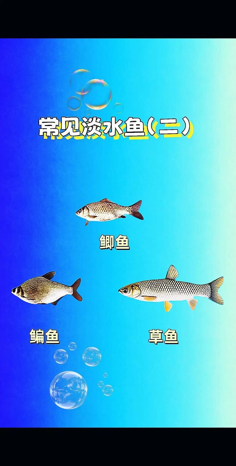 掃一掃看圖識魚【《掃一掃看圖識魚》主流魚類識別軟件的特點對比】 掃一掃看圖識魚【《掃一掃看圖識魚》主流魚類識別軟件的特點對比】 龍魚百科 第15張