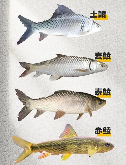 掃一掃看圖識魚【《掃一掃看圖識魚》主流魚類識別軟件的特點對比】 掃一掃看圖識魚【《掃一掃看圖識魚》主流魚類識別軟件的特點對比】 龍魚百科 第21張