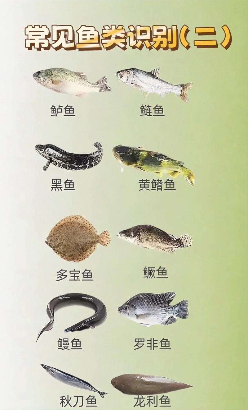 掃一掃看圖識魚【《掃一掃看圖識魚》主流魚類識別軟件的特點對比】 掃一掃看圖識魚【《掃一掃看圖識魚》主流魚類識別軟件的特點對比】 龍魚百科 第6張