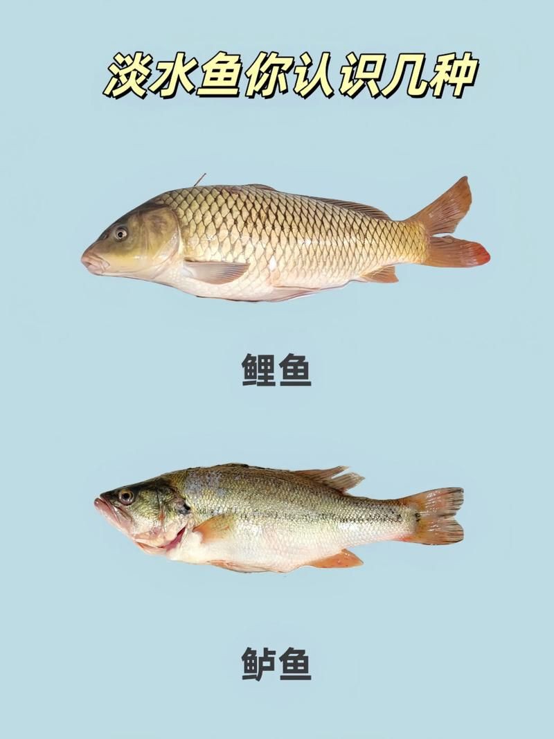 掃一掃看圖識魚【《掃一掃看圖識魚》主流魚類識別軟件的特點對比】 掃一掃看圖識魚【《掃一掃看圖識魚》主流魚類識別軟件的特點對比】 龍魚百科 第25張