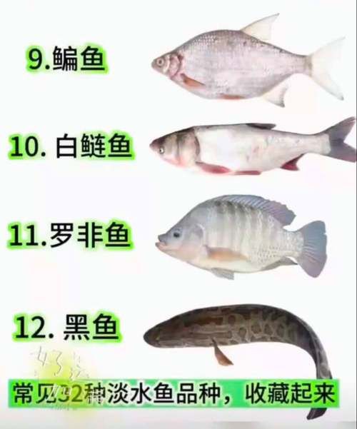 掃一掃看圖識魚【《掃一掃看圖識魚》主流魚類識別軟件的特點對比】 掃一掃看圖識魚【《掃一掃看圖識魚》主流魚類識別軟件的特點對比】 龍魚百科 第19張