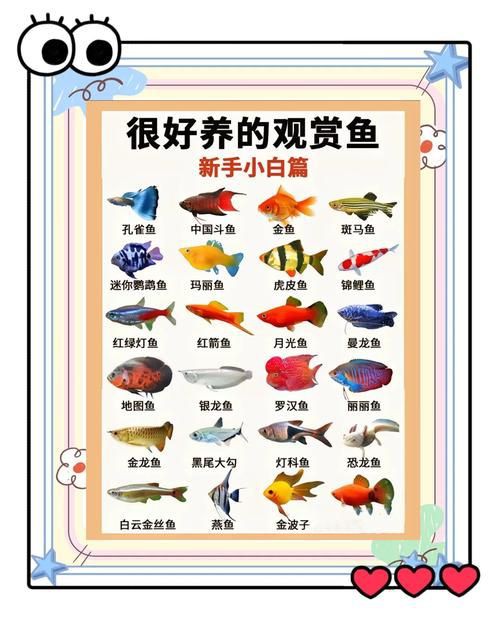 掃一掃看圖識魚【《掃一掃看圖識魚》主流魚類識別軟件的特點對比】 掃一掃看圖識魚【《掃一掃看圖識魚》主流魚類識別軟件的特點對比】 龍魚百科 第27張
