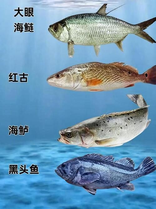 掃一掃看圖識魚【《掃一掃看圖識魚》主流魚類識別軟件的特點對比】 掃一掃看圖識魚【《掃一掃看圖識魚》主流魚類識別軟件的特點對比】 龍魚百科 第8張
