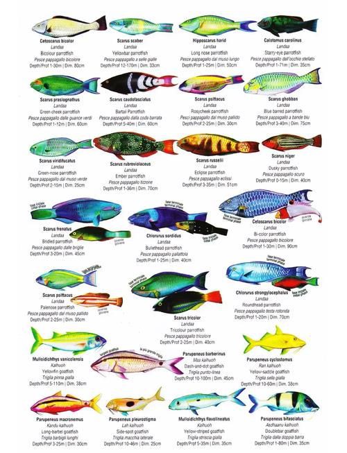 掃一掃看圖識魚【《掃一掃看圖識魚》主流魚類識別軟件的特點對比】 掃一掃看圖識魚【《掃一掃看圖識魚》主流魚類識別軟件的特點對比】 龍魚百科 第5張