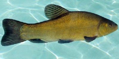 掃一掃看圖識魚【《掃一掃看圖識魚》主流魚類識別軟件的特點對比】 掃一掃看圖識魚【《掃一掃看圖識魚》主流魚類識別軟件的特點對比】 龍魚百科 第28張