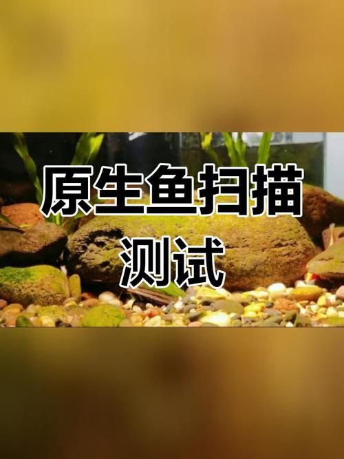 掃一掃看圖識魚【《掃一掃看圖識魚》主流魚類識別軟件的特點對比】