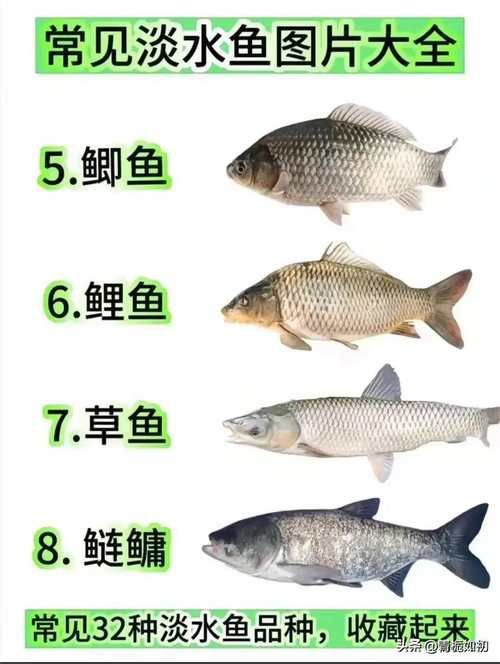 掃一掃看圖識魚【《掃一掃看圖識魚》主流魚類識別軟件的特點對比】 掃一掃看圖識魚【《掃一掃看圖識魚》主流魚類識別軟件的特點對比】 龍魚百科 第18張