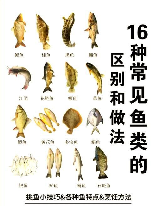 掃一掃看圖識魚【《掃一掃看圖識魚》主流魚類識別軟件的特點對比】 掃一掃看圖識魚【《掃一掃看圖識魚》主流魚類識別軟件的特點對比】 龍魚百科 第17張