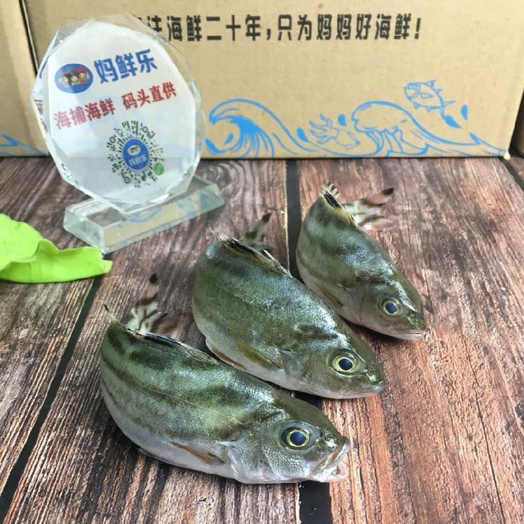 三線魚是什么魚圖片【“三線魚”并非單一物種】
