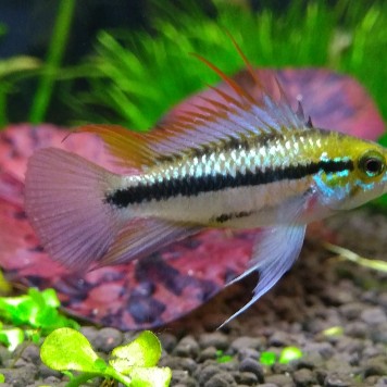 三線魚是什么魚圖片【“三線魚”并非單一物種】
