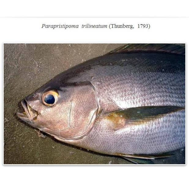 三線魚是什么魚圖片【“三線魚”并非單一物種】