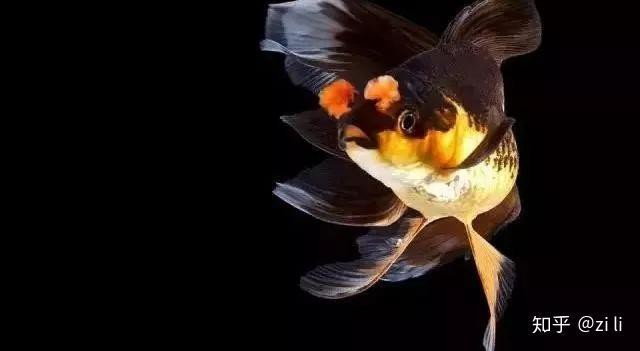 丹頂和丸頂哪個檔次高【——丹頂和丸頂哪個檔次高甜覓覓食光錦鯉品種介紹】 丹頂和丸頂哪個檔次高【——丹頂和丸頂哪個檔次高甜覓覓食光錦鯉品種介紹】 龍魚論壇 第4張