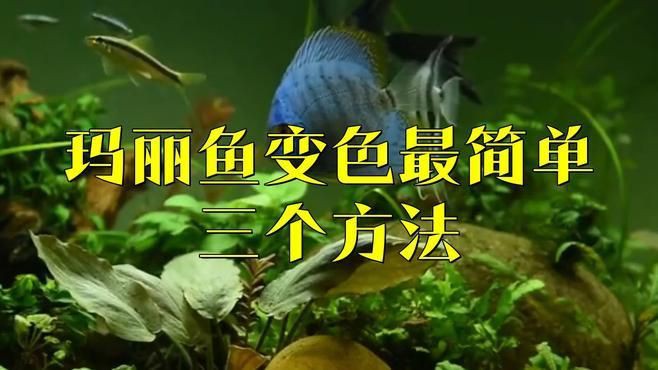 瑪麗魚水質ph值怎么調整【瑪麗魚ph值如何調節水質酸堿平衡技巧大公開】