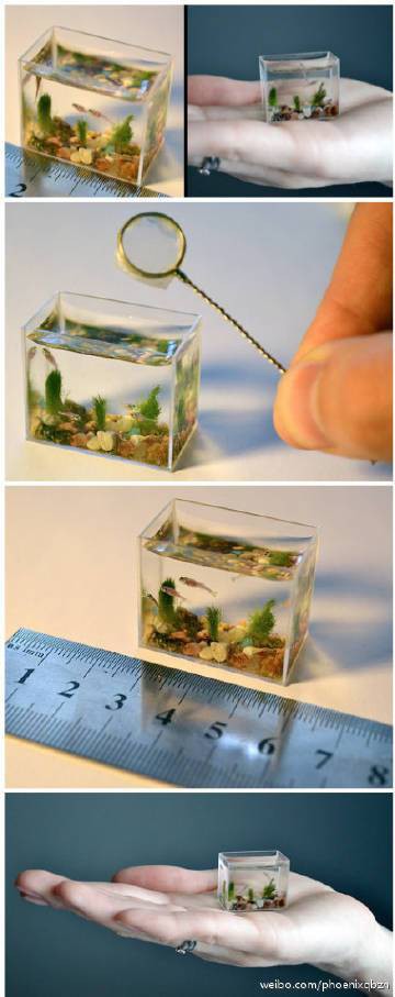 尚志水族店【尚志市宏波洋洋水族店】