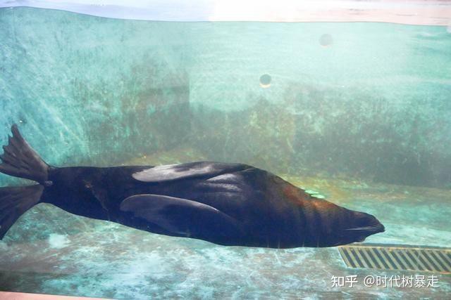株洲縣水族店【攜程旅行株洲縣有大型水族館嗎】