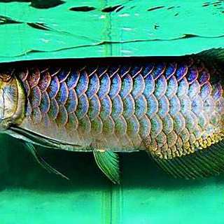 亞洲第一藍(lán)底過背金龍【亞洲第一藍(lán)底過背金龍 亞洲第一藍(lán)底過背金龍【亞洲第一藍(lán)底過背金龍\