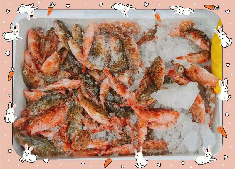 石狗仔魚為何不建議吃【石狗仔魚不建議食用的六大原因】