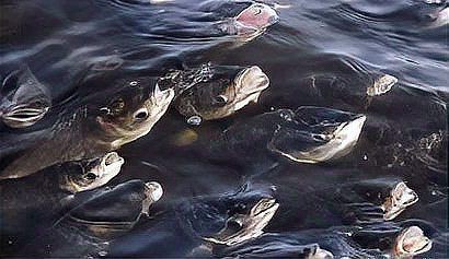 魚浮頭是什么樣子【中國(guó)鰻魚網(wǎng)，池塘魚浮頭是什么原因如何處理】