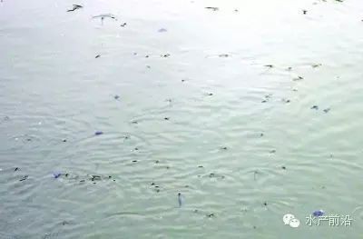 魚浮頭是什么樣子【中國(guó)鰻魚網(wǎng)，池塘魚浮頭是什么原因如何處理】