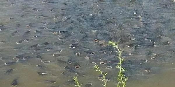 魚浮頭是什么樣子【中國(guó)鰻魚網(wǎng)，池塘魚浮頭是什么原因如何處理】