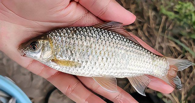 鯪魚長什么樣子【靈魂畫手鯪魚種類及其典型形態特征詳解】 鯪魚長什么樣子【靈魂畫手鯪魚種類及其典型形態特征詳解】 龍魚百科 第4張