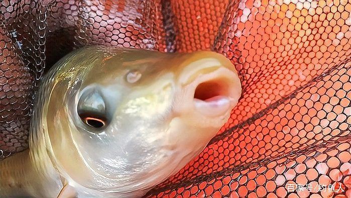鯪魚長什么樣子【靈魂畫手鯪魚種類及其典型形態特征詳解】 鯪魚長什么樣子【靈魂畫手鯪魚種類及其典型形態特征詳解】 龍魚百科 第5張