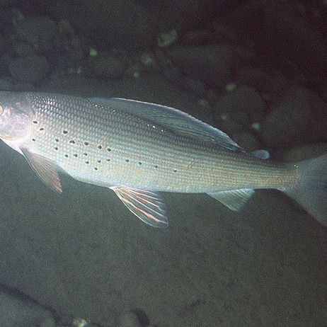 鯪魚長什么樣子【靈魂畫手鯪魚種類及其典型形態特征詳解】 鯪魚長什么樣子【靈魂畫手鯪魚種類及其典型形態特征詳解】 龍魚百科 第9張