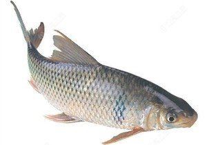 鯪魚長什么樣子【靈魂畫手鯪魚種類及其典型形態特征詳解】 鯪魚長什么樣子【靈魂畫手鯪魚種類及其典型形態特征詳解】 龍魚百科 第15張