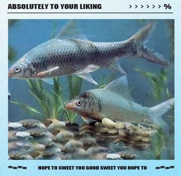 鯪魚長什么樣子【靈魂畫手鯪魚種類及其典型形態(tài)特征詳解】