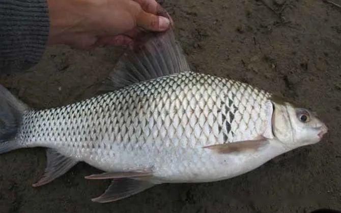 鯪魚長什么樣子【靈魂畫手鯪魚種類及其典型形態(tài)特征詳解】