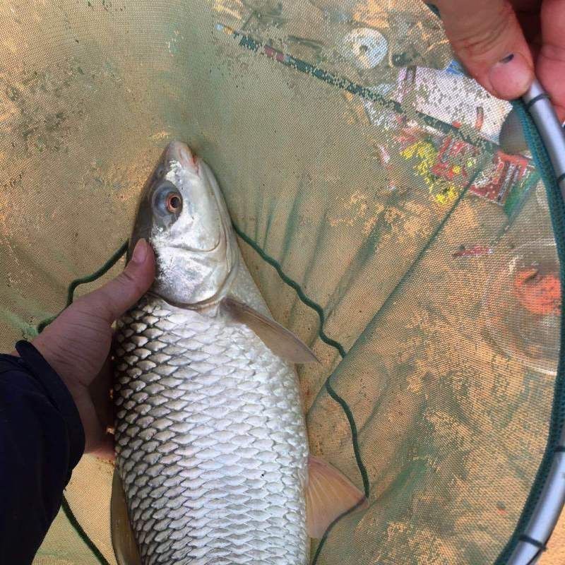 鯪魚長什么樣子【靈魂畫手鯪魚種類及其典型形態特征詳解】 鯪魚長什么樣子【靈魂畫手鯪魚種類及其典型形態特征詳解】 龍魚百科 第7張