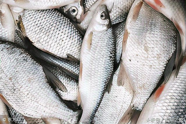 鯪魚長什么樣子【靈魂畫手鯪魚種類及其典型形態(tài)特征詳解】