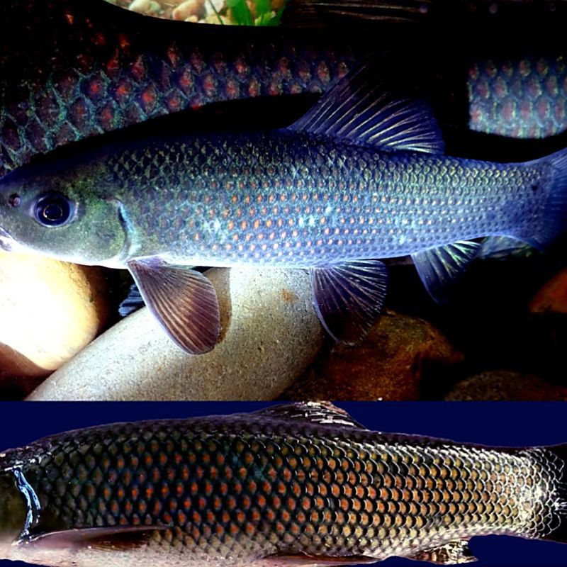 鯪魚長什么樣子【靈魂畫手鯪魚種類及其典型形態特征詳解】 鯪魚長什么樣子【靈魂畫手鯪魚種類及其典型形態特征詳解】 龍魚百科 第10張
