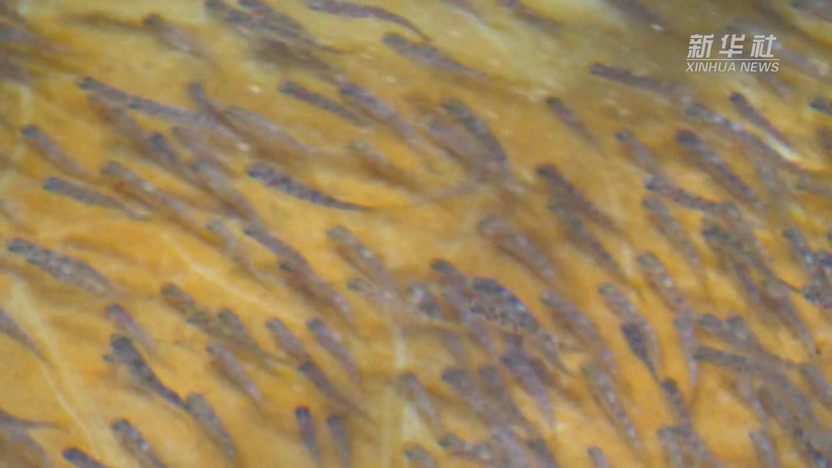 亞東龍魚店【亞東縣有龍魚養(yǎng)殖場嗎】