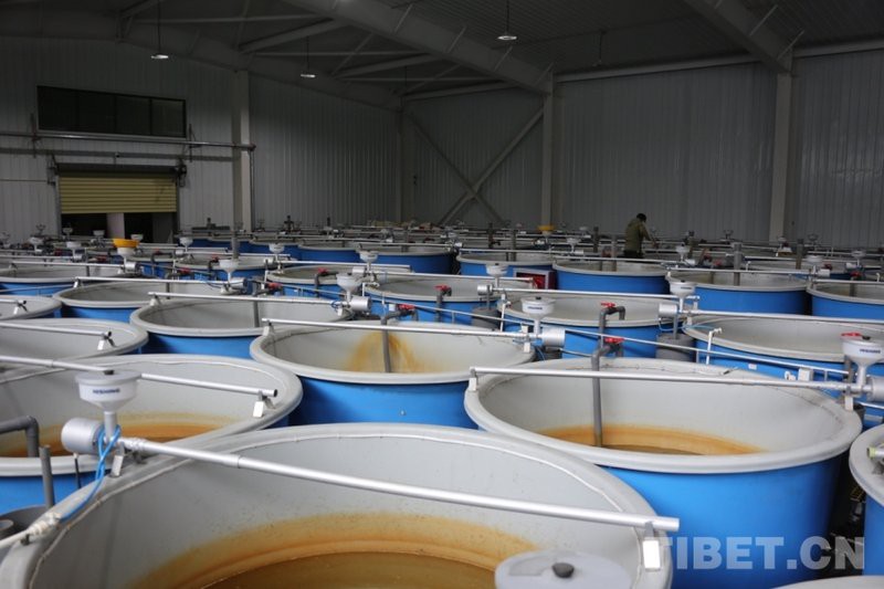 亞東龍魚店【亞東縣有龍魚養(yǎng)殖場嗎】