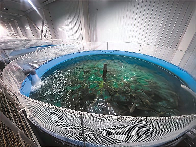 亞東龍魚店【亞東縣有龍魚養(yǎng)殖場嗎】