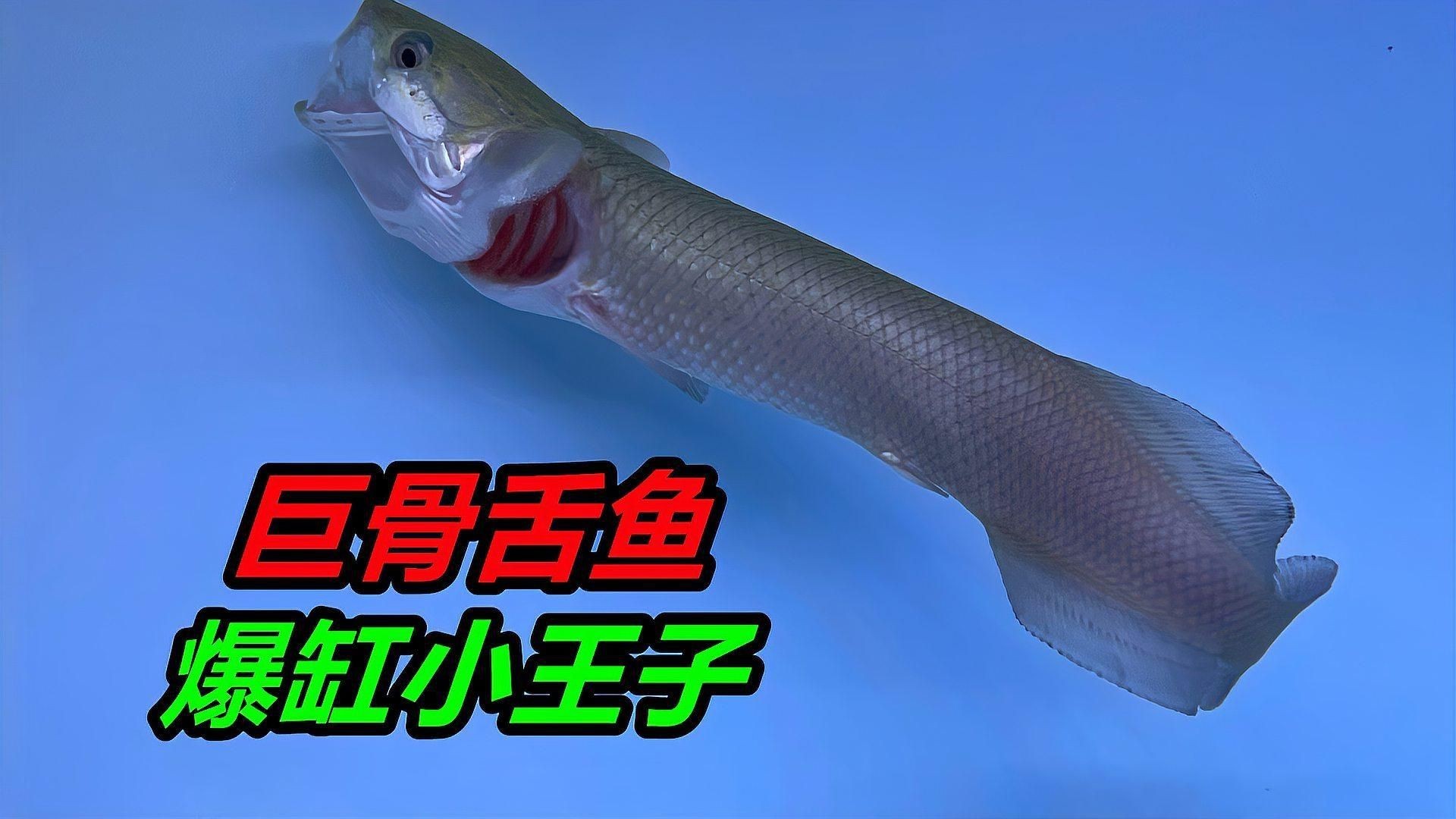 魚撞缸最佳處理方法【《魚撞缸最佳處理方法》觀賞魚蹭缸的原因及解決辦法】