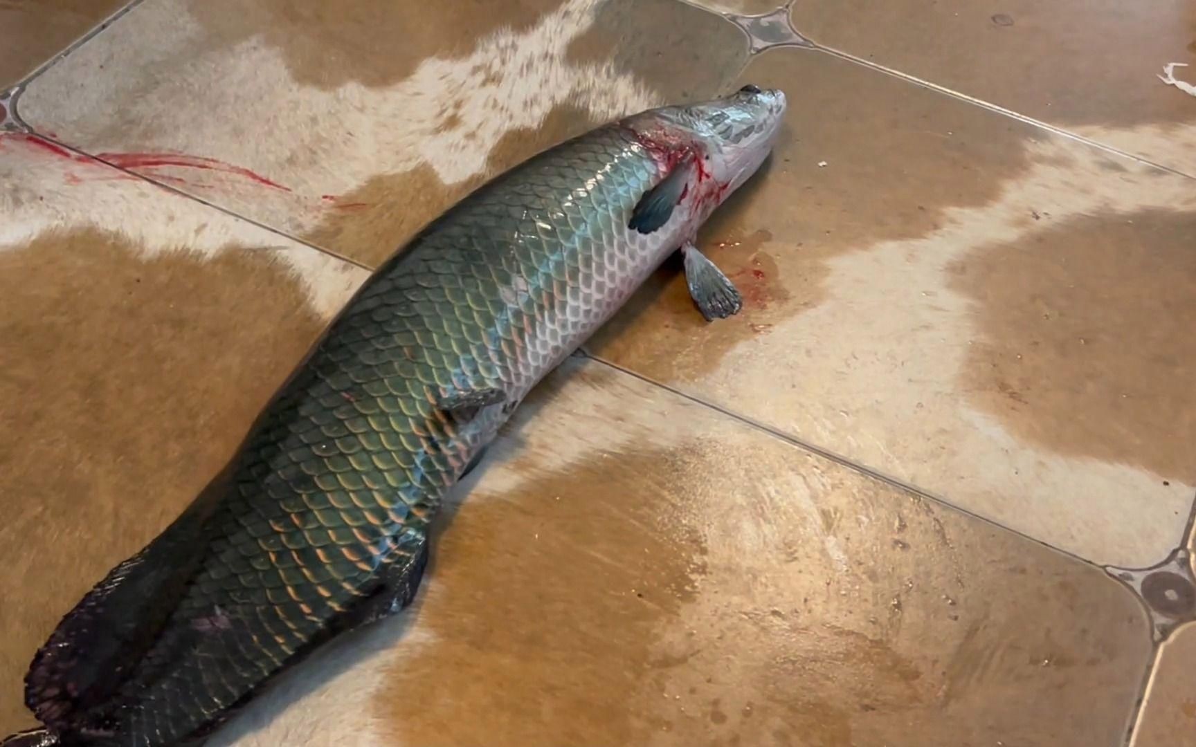 魚撞缸最佳處理方法【《魚撞缸最佳處理方法》觀賞魚蹭缸的原因及解決辦法】