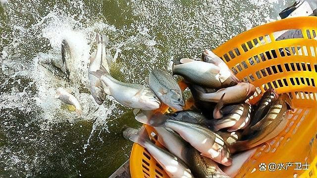 魚(yú)得腸炎用了3天土霉素沒(méi)用【養(yǎng)魚(yú)老道魚(yú)腸炎使用土霉素?zé)o效原因及替代治療方案】