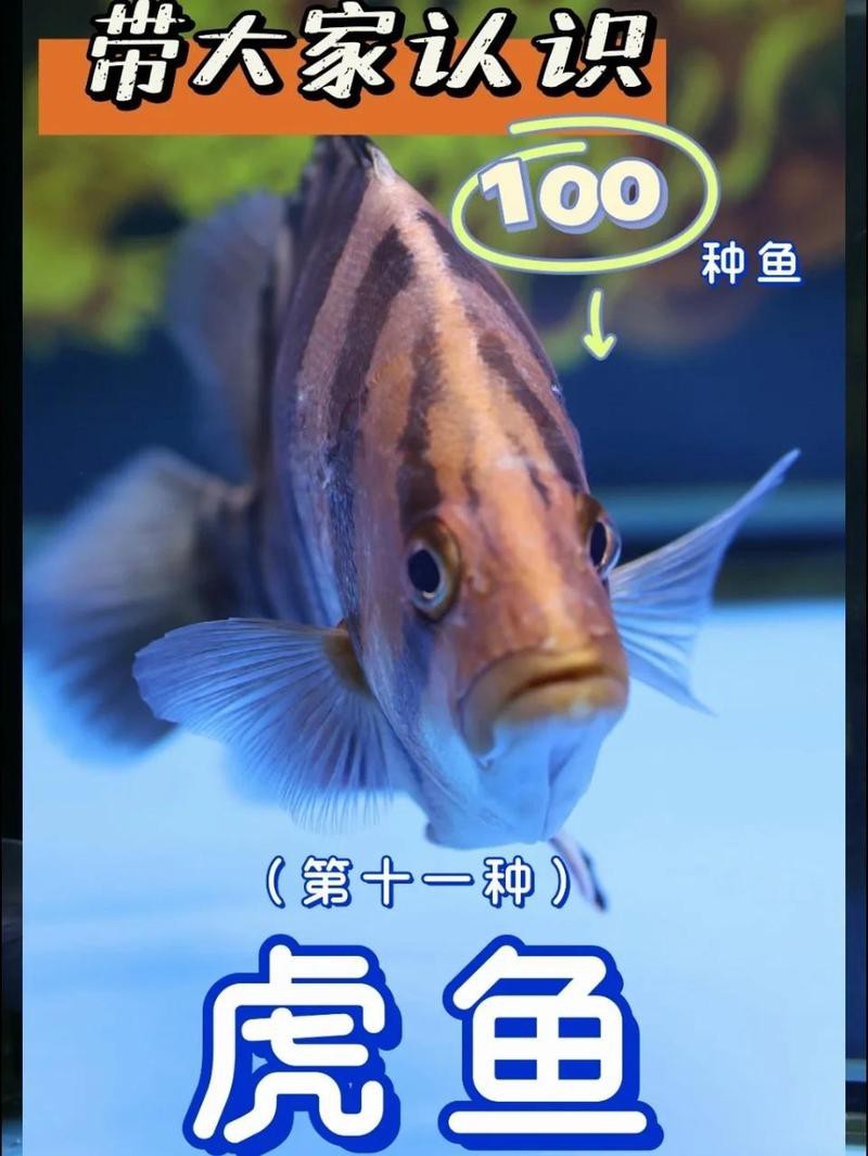 三紋虎一般壽命多少年【“三紋虎”壽命一般是多少歲老虎的壽命一般是多少歲】