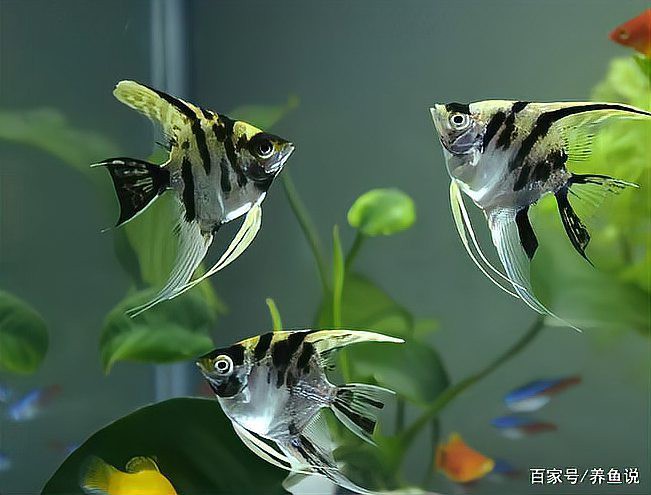 大觀水族店【大觀水族店地址在哪里】