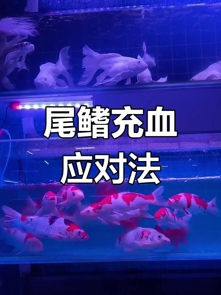 魚尾充血一般多久能好？【魚尾上有紅血絲能自愈嗎】