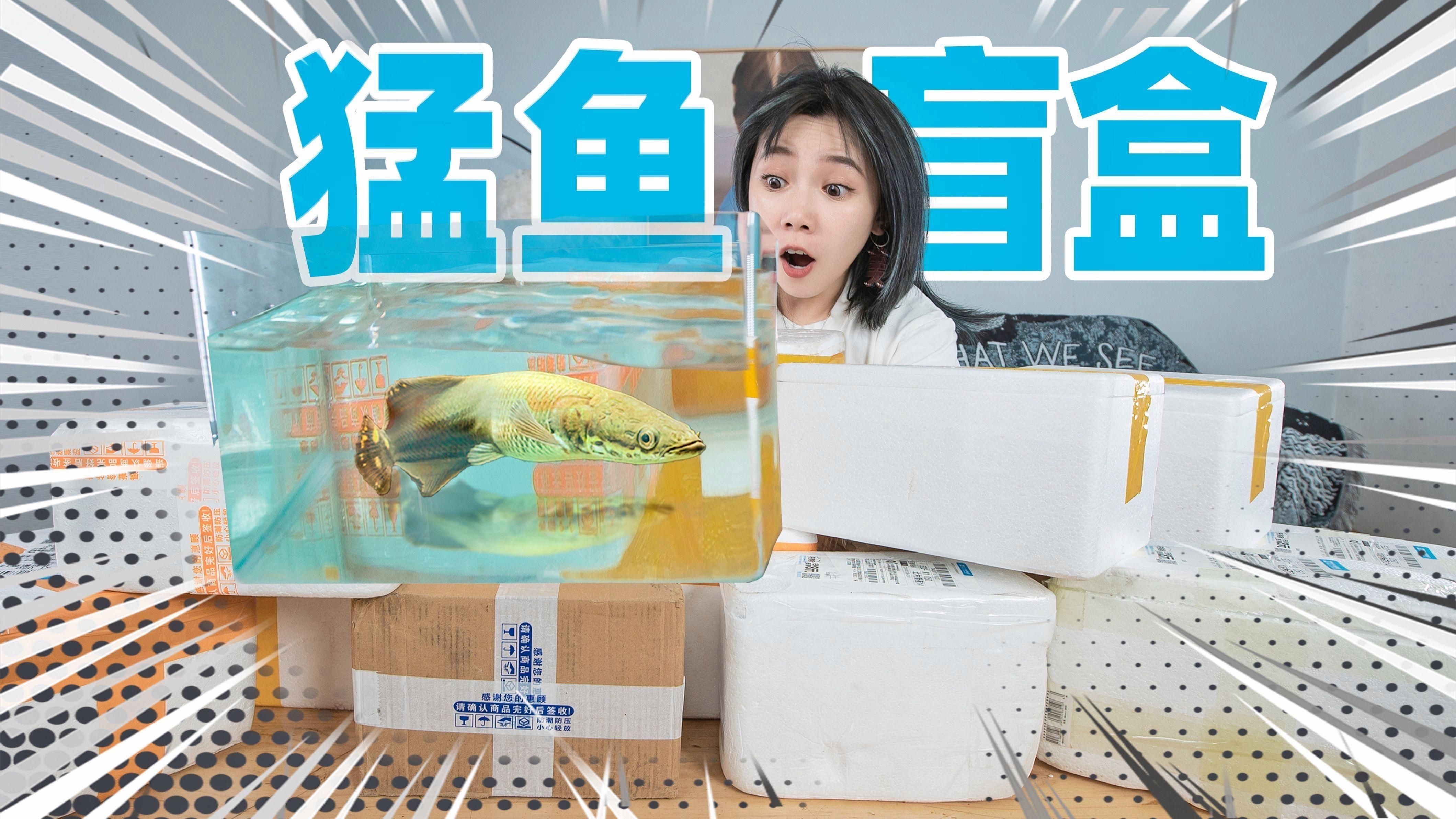 猛魚盲盒【300元網購10個猛魚盲盒，竟開出兇險食人魚】